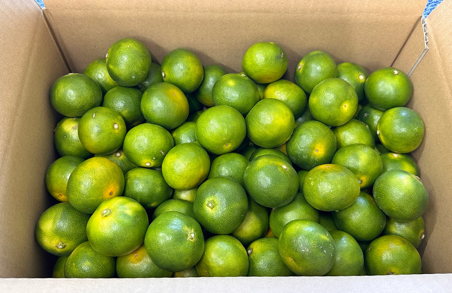 WHITECROWN製法みかん約5Kg【限定販売】