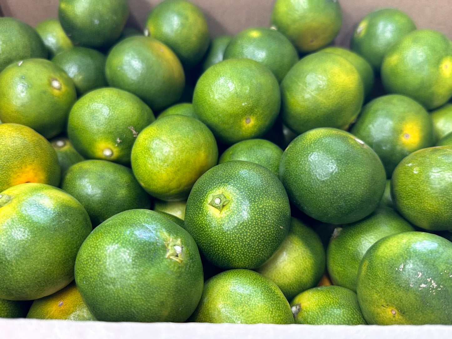 WHITECROWN製法みかん約5Kg【限定販売】
